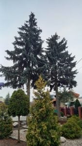 Stowarzyszenie „Chełmińskie Przedmieście Tu Mieszkam”