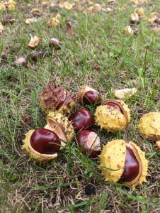 Stowarzyszenie „Chełmińskie Przedmieście Tu Mieszkam”